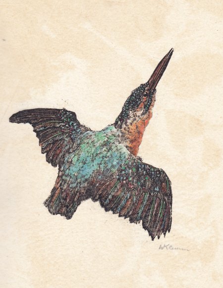 Walter Klemm: "Fliegender Eisvogel" (kol. Holzschnitt)